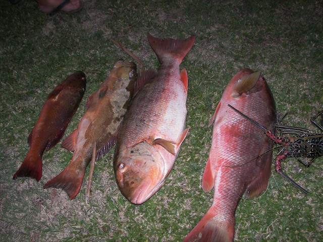 spearing/diving pilbara