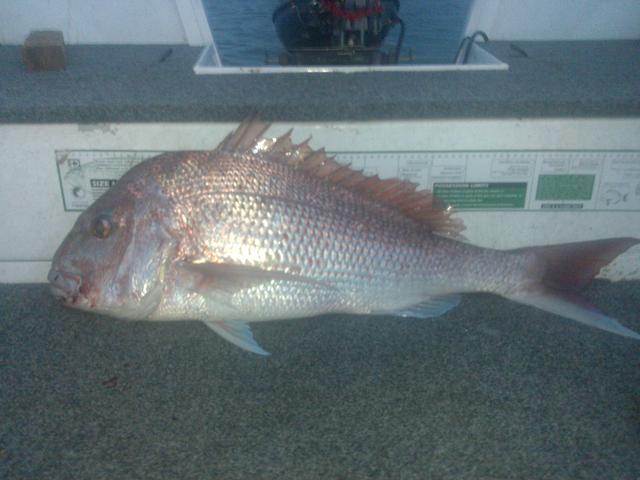 Morning Snapper