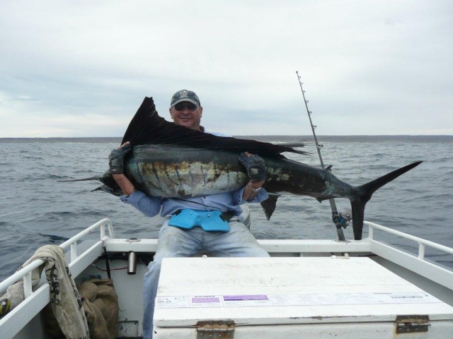 Uncle's Sailfish