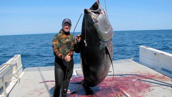 1000lb speared Tuna