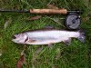 A brook Trout