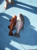 one of the boys double header at the abrolhos