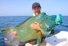 Maori Wrasse