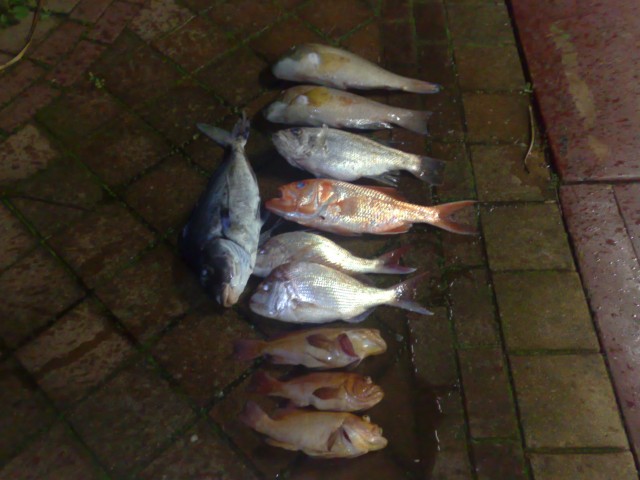 Day catch for sunday