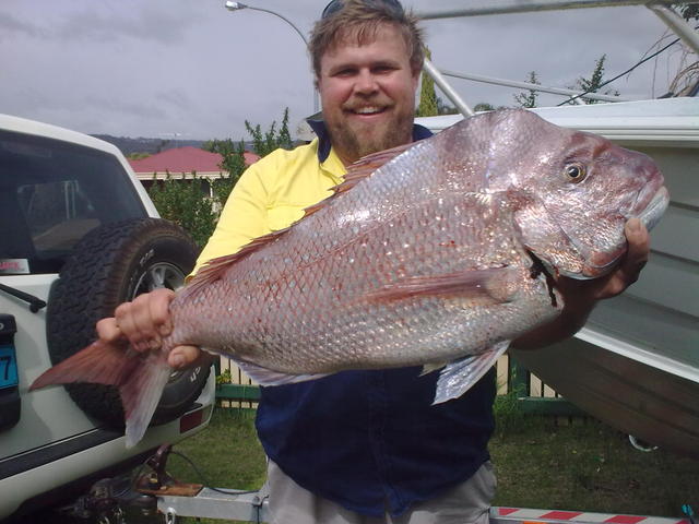 big snapper big snapper