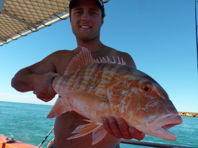 Broome Chinamon