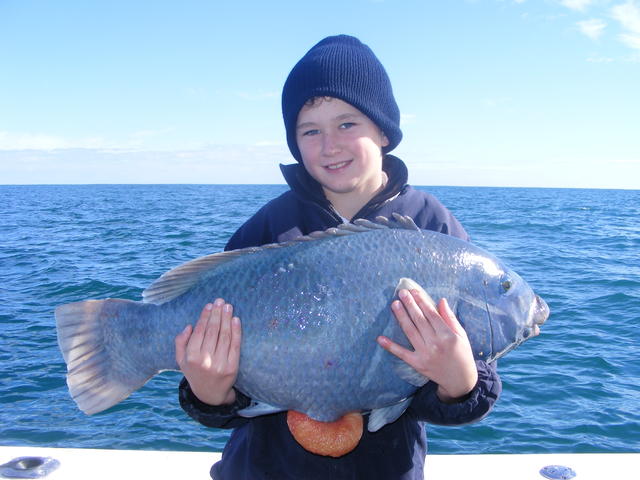 Nice Blue Groper