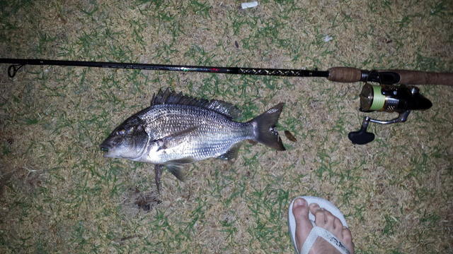 swan river bream at night 