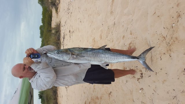 1.38 m Monkey Mia spanish mackerel