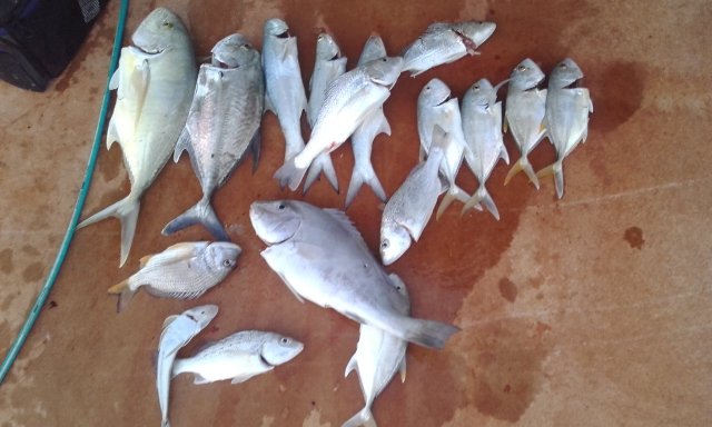 Saturdays catch mixed trevally