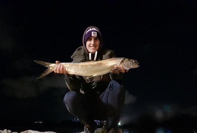 Swan river giant herring