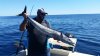 Marlin bycatch