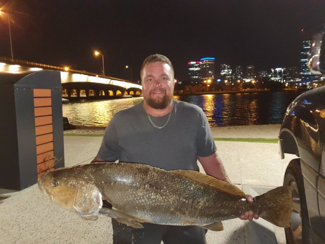 Swan river mulloway