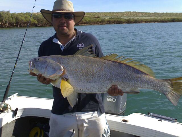 CHUNKY ( IZZY ) MULLET MULLOWAY