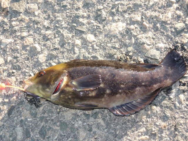 Fish Id - Brown Spotted Wrasse?