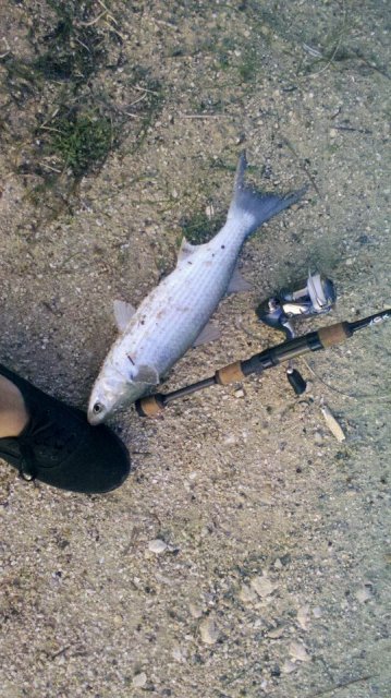 mullet take lures ?