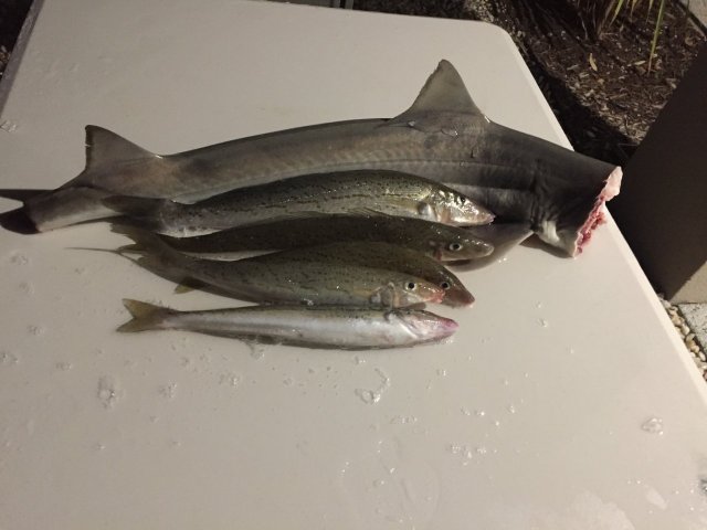 Thursday’s Catch