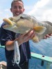 Hump Headed Maori Wrasse on Stickbait