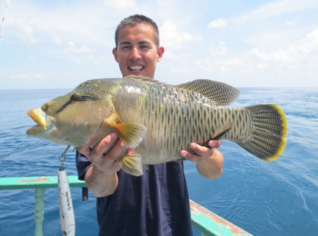 Hump Headed Maori Wrasse