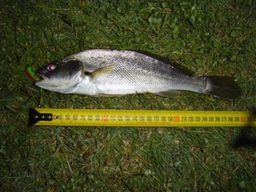 Few fish from Leschenault inlet