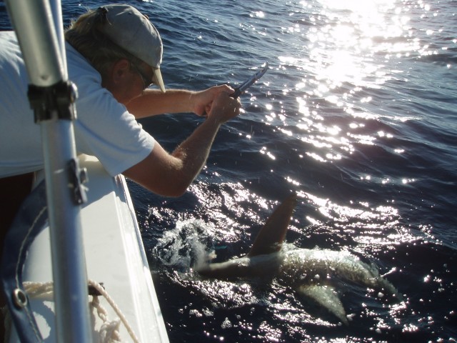 Jigging Shark Release