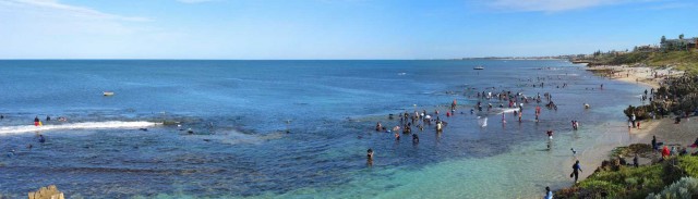 Perth abalone madness