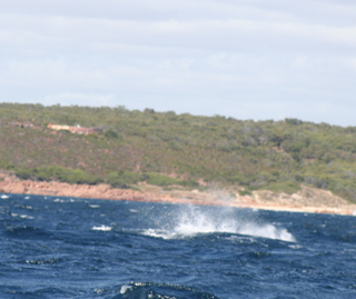 Black Marlin Bunker Bay photo 2 by Six Fish Dunsborough