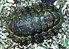 Chitons