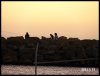 Silhouettes on sunset ASI groyne