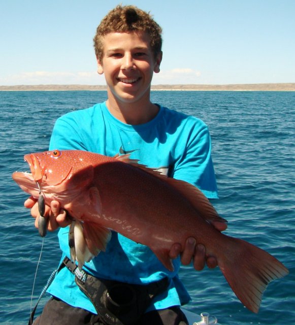 coral trout