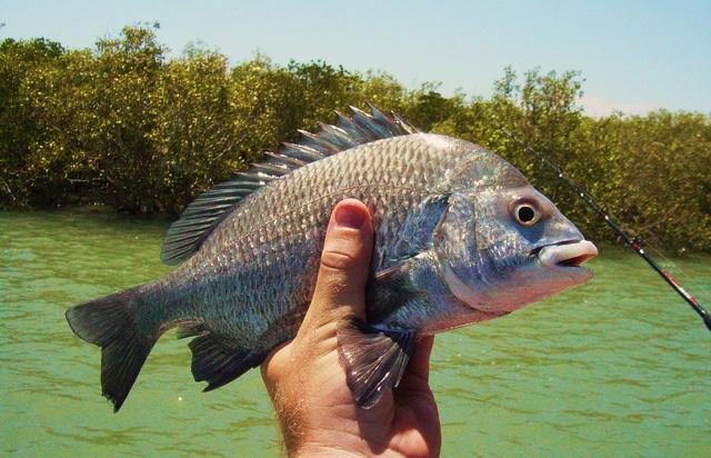 caught heaps of small bream today