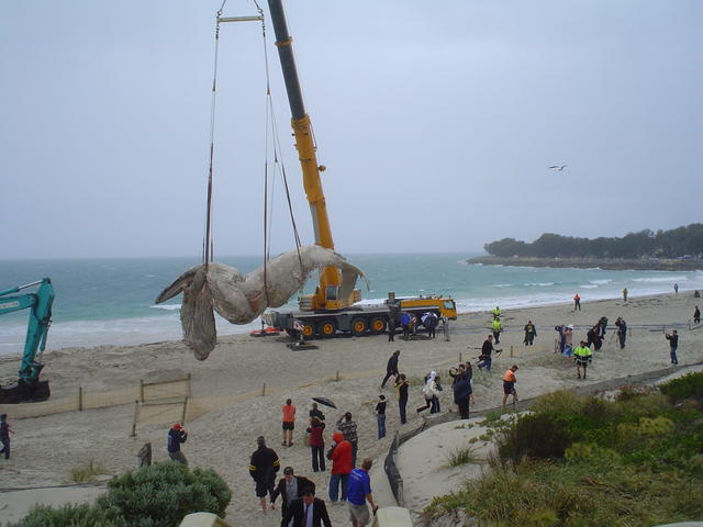 whale at hillarys