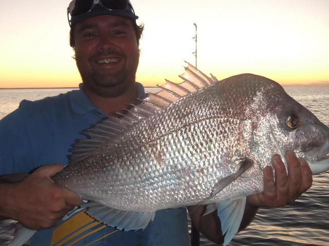 shark bay pinkie