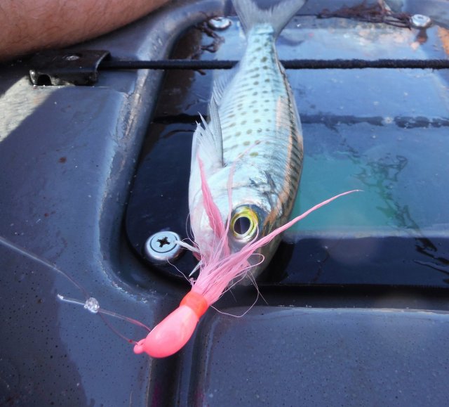 Herring Session on the Yak