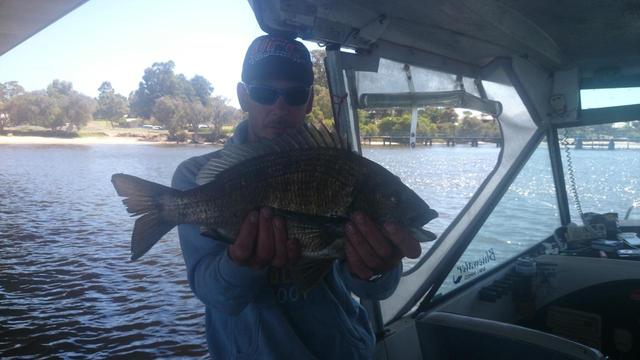 canning river bream 45cm