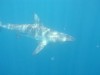 Large carniverous fish with teeth