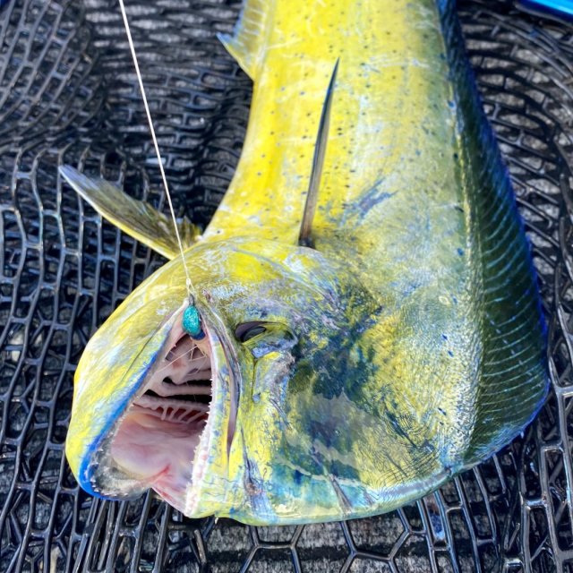 Dolly and 1/4oz Bucktail