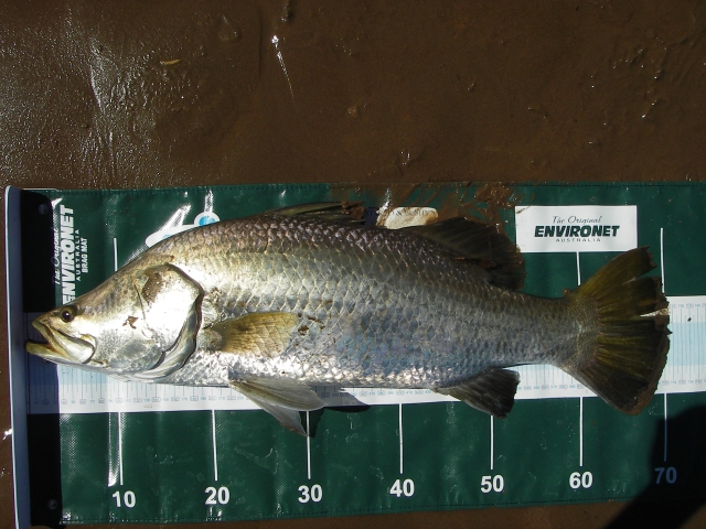 Glenns 70cm Barra on the Brag Mat