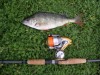 Nice redfin on spinnerbait.