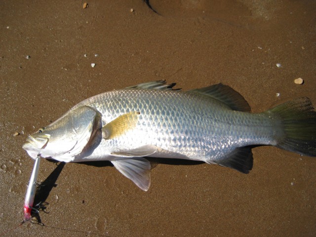 afternoon barra session