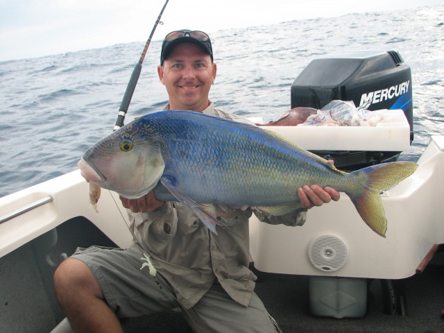 Matthew's Queen Snapper