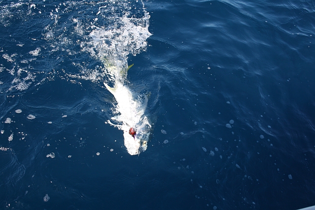 Jigged brassie boatside Jigged brassie boatside