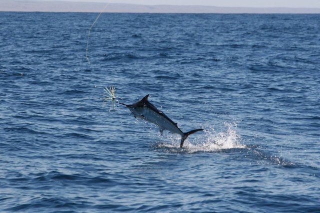 Exmouth marlin