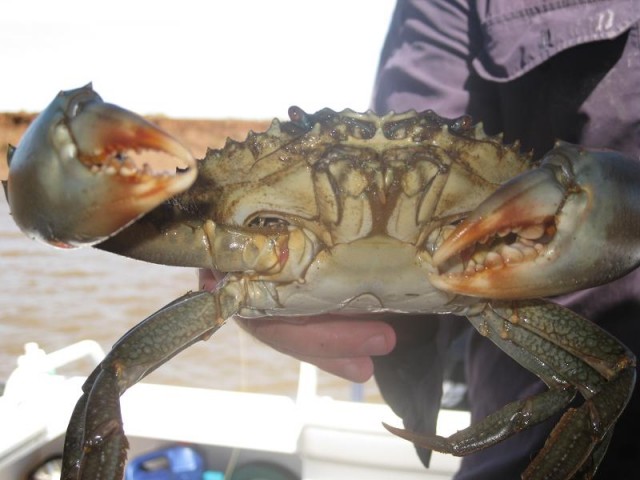 little live bait caught muddy