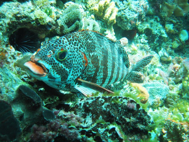 Red Lipped Morwong