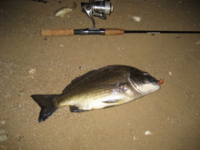 Black Bream