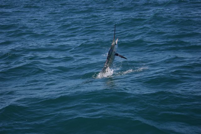 Sailfish Action Exmouth Gulf 6