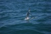 Sailfish Action Exmouth Gulf 6