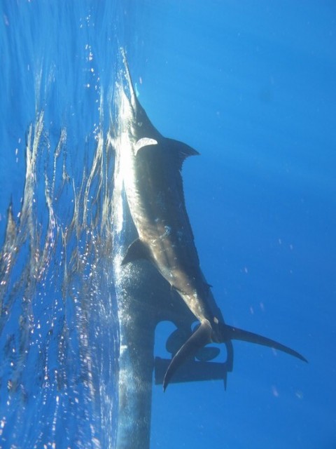 Blue Marlin - Monties - Mahi Mahi 11