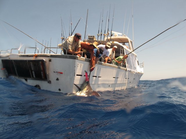 Billfish along side boat